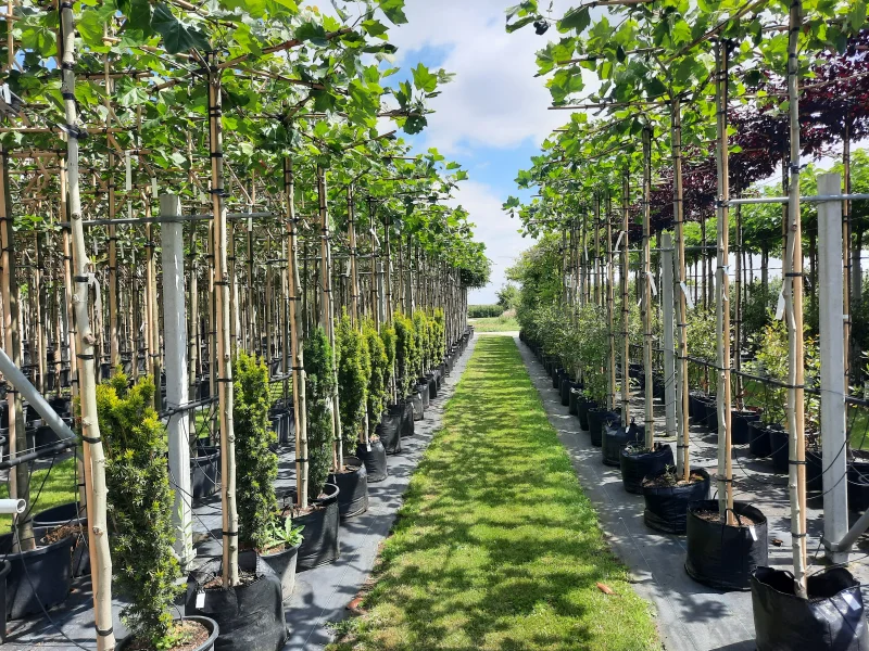 Platanus Hispanica (Dakplataan)-1