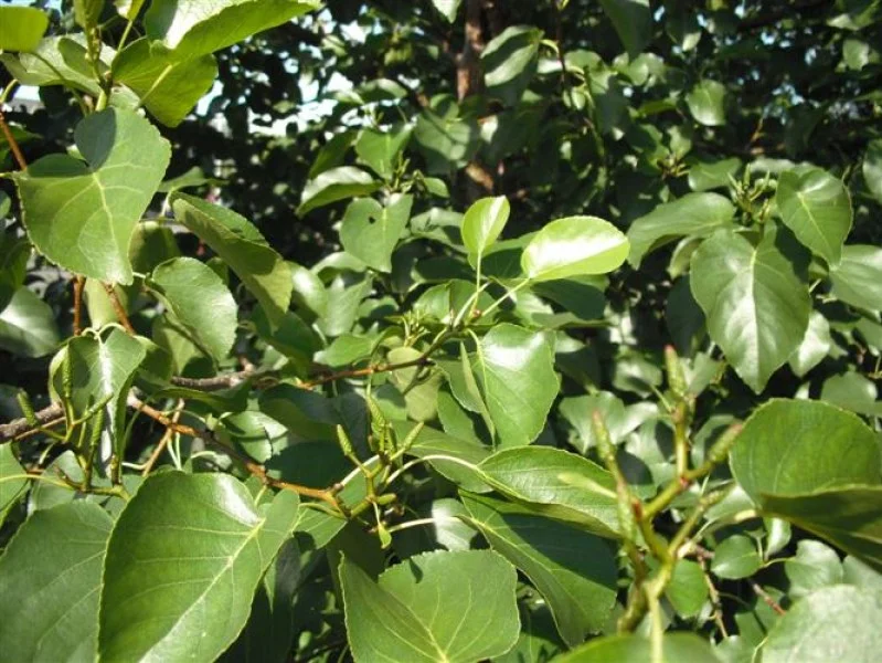 Alnus Cordata (Bos-Haagplantsoen)