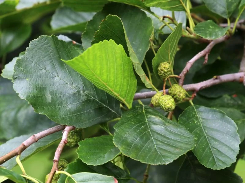 Alnus Glutinosa (Bos-Haagplantsoen)-1