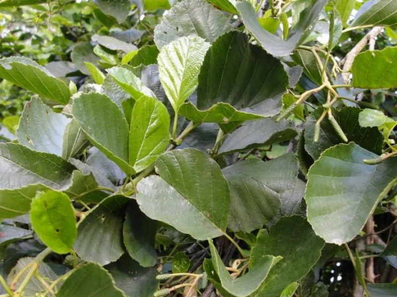 Alnus Glutinosa (Bos-Haagplantsoen)