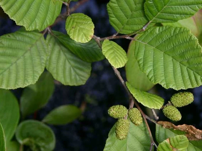 Alnus Incana (Bos-Haagplantsoen)-1
