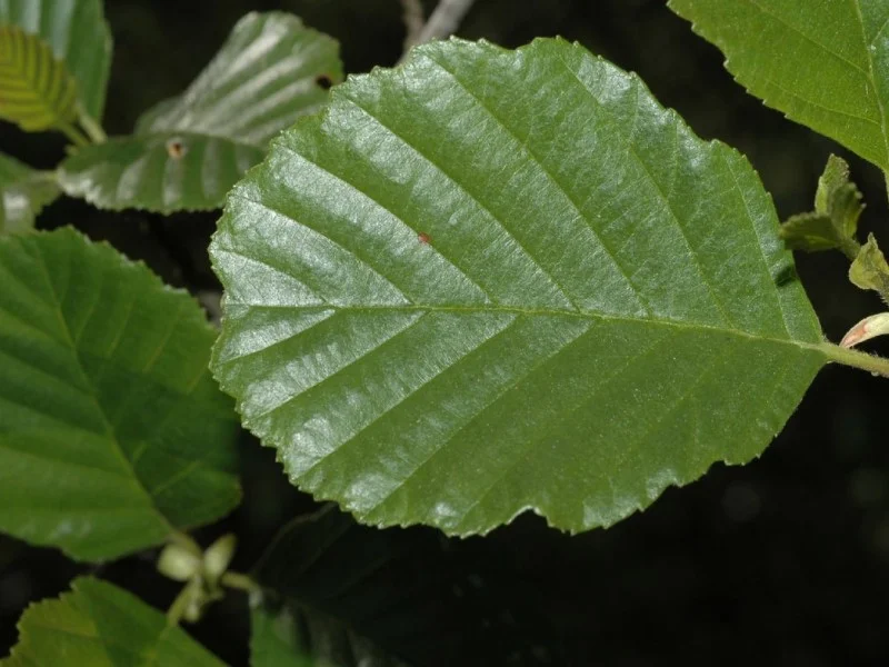 Alnus Incana (Bos-Haagplantsoen)