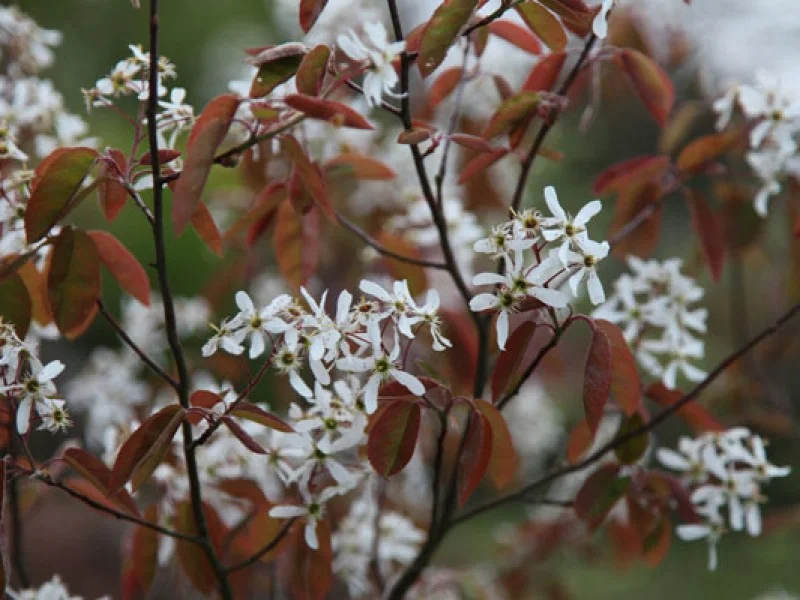 Amelanchier Lamarckii (Bos-Haagplantsoen)