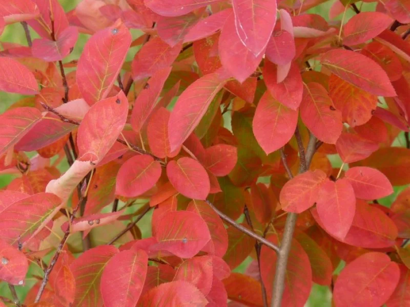 Amelanchier Lamarckii (Bos-Haagplantsoen)-2