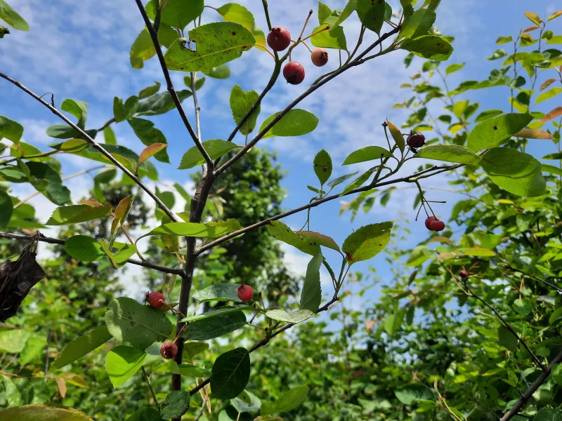 Amelanchier Lamarckii (Bos-Haagplantsoen)-3