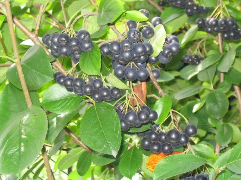 Aronia Melanocarpa (Bos-Haagplantsoen)-1