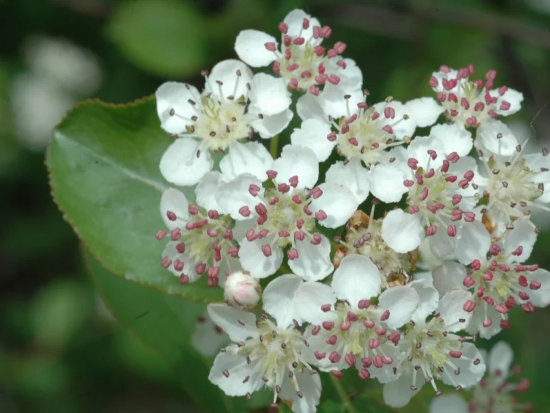 Aronia Melanocarpa (Bos-Haagplantsoen)