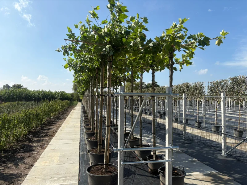 Platanus Hispanica (Dakplataan)