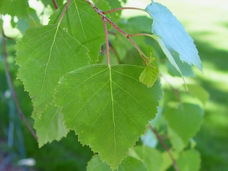 Betula Pendula (Bos-Haagplantsoen)