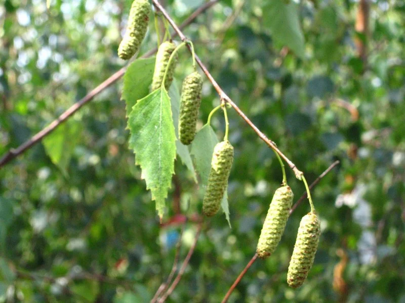 Betula Pendula (Bos-Haagplantsoen)-2