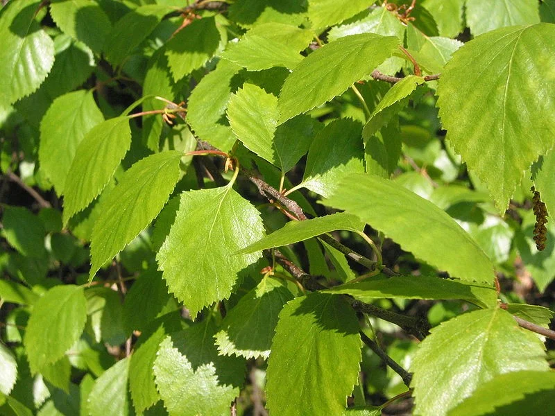 Betula Pubescens (Bos-Haagplantsoen)