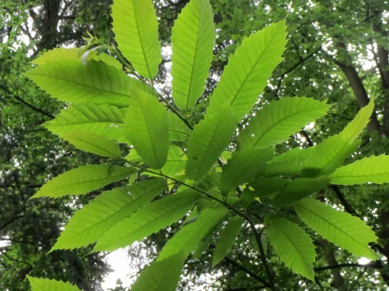 Castanea Sativa (Bos-Haagplantsoen)