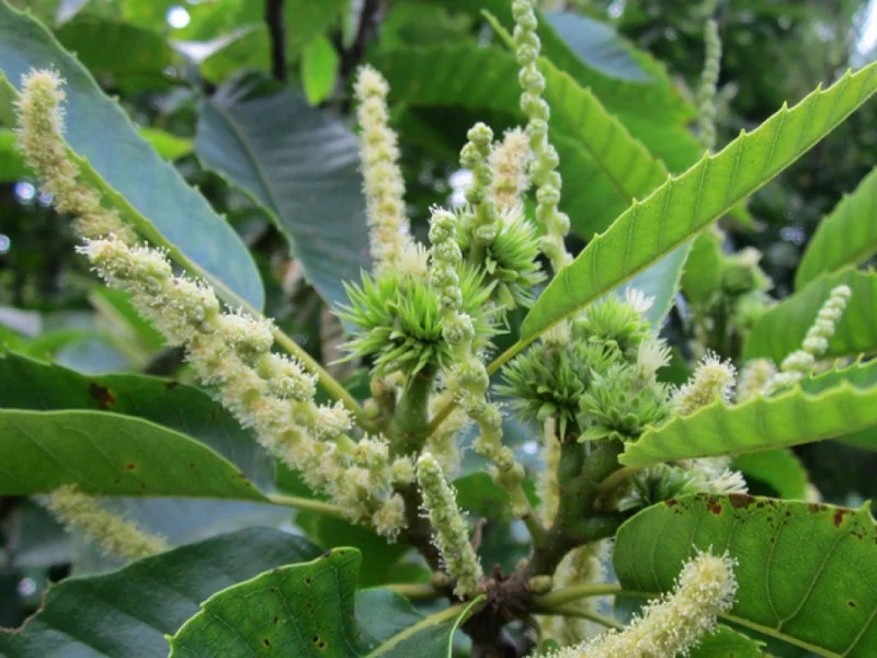 Castanea Sativa (Bos-Haagplantsoen)