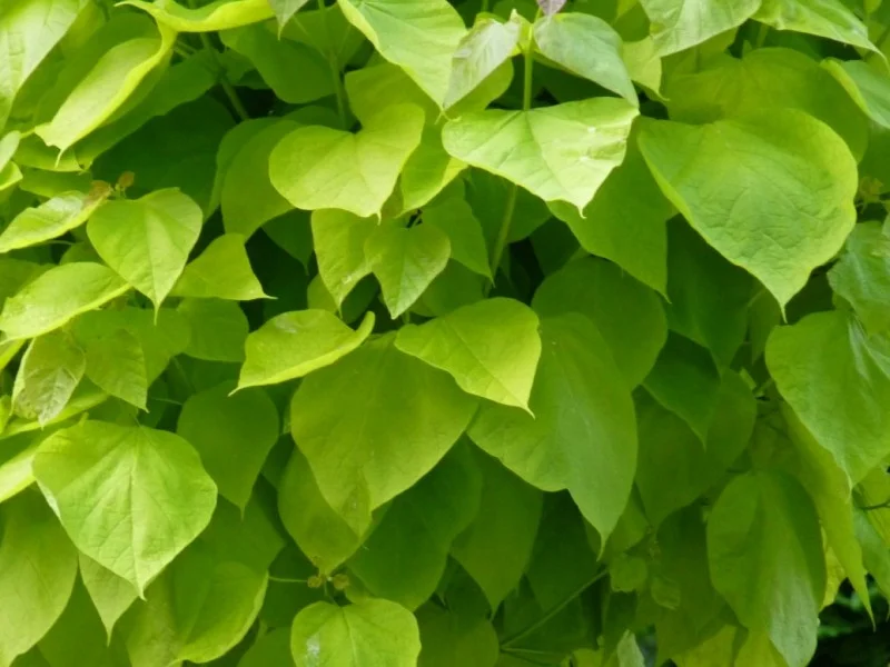 Catalpa Bignonioides (Bos-Haagplantsoen)