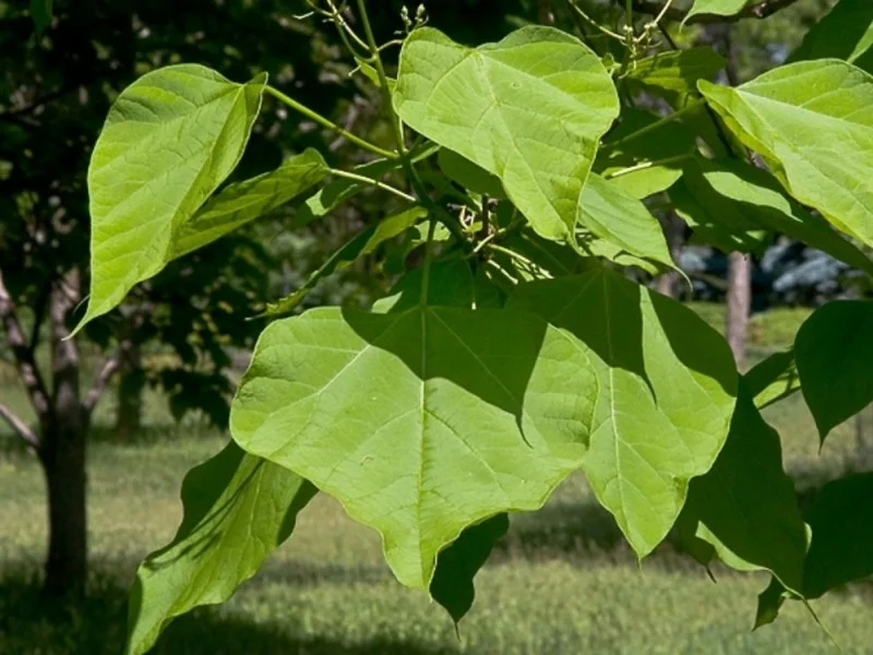 Catalpa Bignonioides (Bos-Haagplantsoen)-2