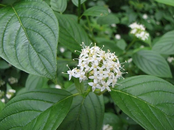 Cornus Alba (Bos-Haagplantsoen)