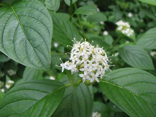 Cornus Alba (Bos-Haagplantsoen) Cornus Alba (Bos-Haagplantsoen)