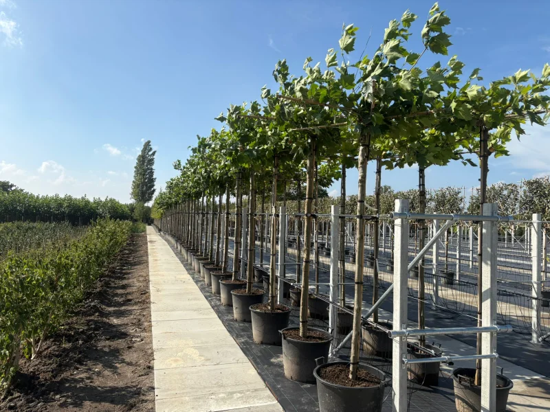Platanus Hispanica (Dakplataan)-3