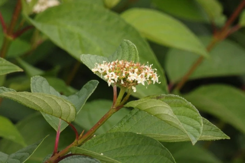 Cornus Alba (Bos-Haagplantsoen)
