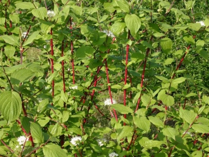 Cornus Alba Sibirica (Bos-Haagplantsoen)