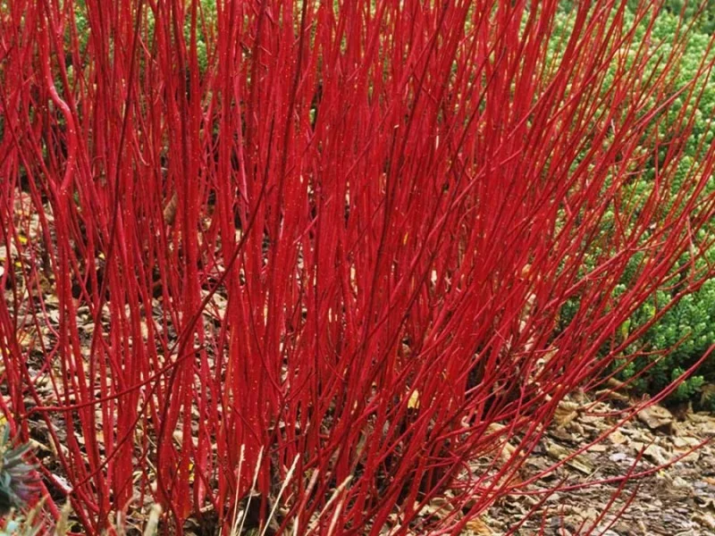 Cornus Alba Sibirica (Bos-Haagplantsoen)