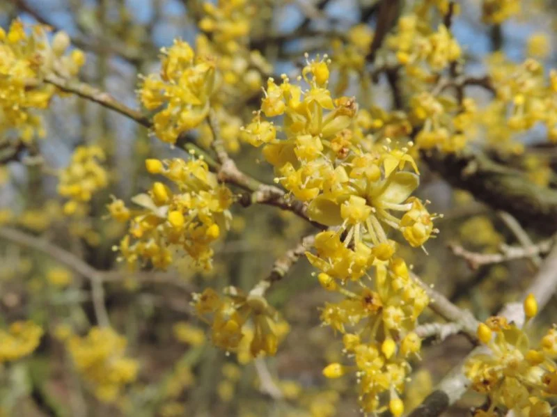 Cornus Mas (Bos-Haagplantsoen)