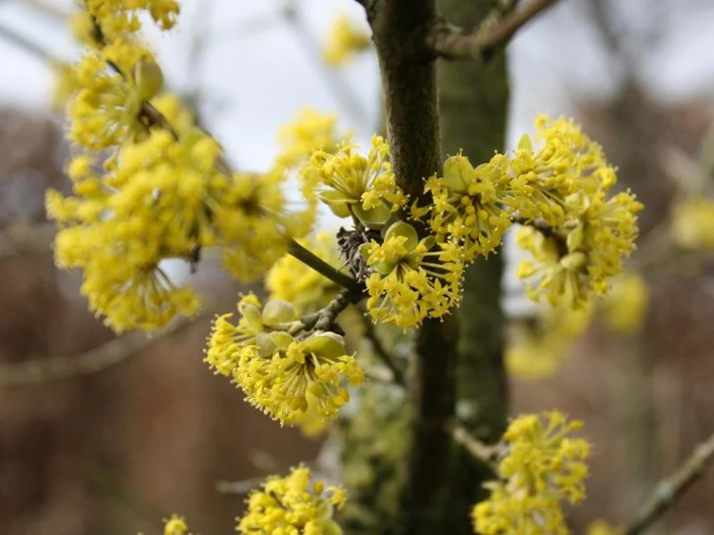 Cornus Mas (Bos-Haagplantsoen)