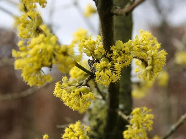 Cornus Mas (Bos-Haagplantsoen) Cornus Mas (Bos-Haagplantsoen)