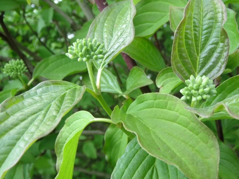 Cornus Sanguinea (Bos-Haagplantsoen)