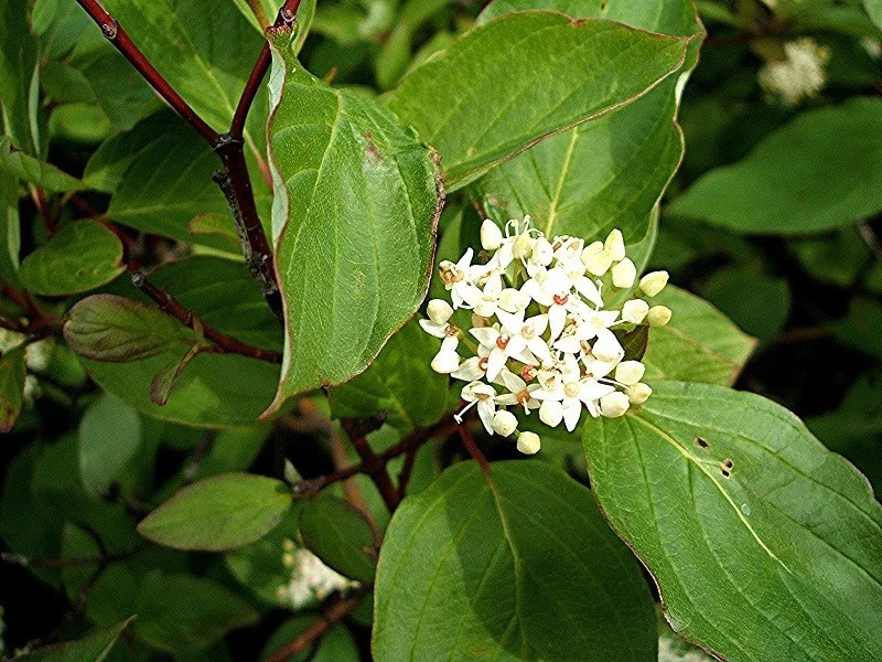 Cornus Sanguinea (Bos-Haagplantsoen)