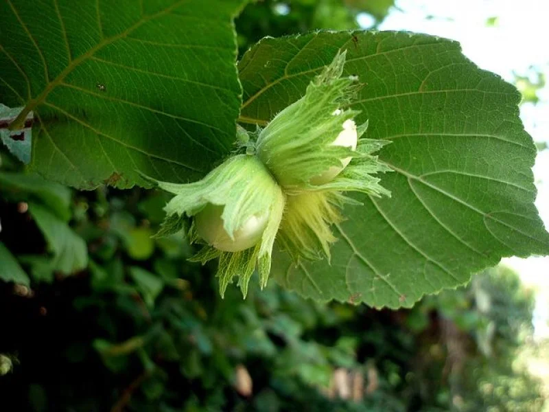 Corylus Avellana (Bos-Haagplantsoen)