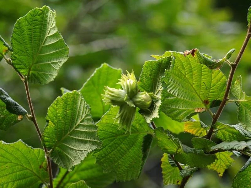 Corylus Avellana (Bos-Haagplantsoen)-2