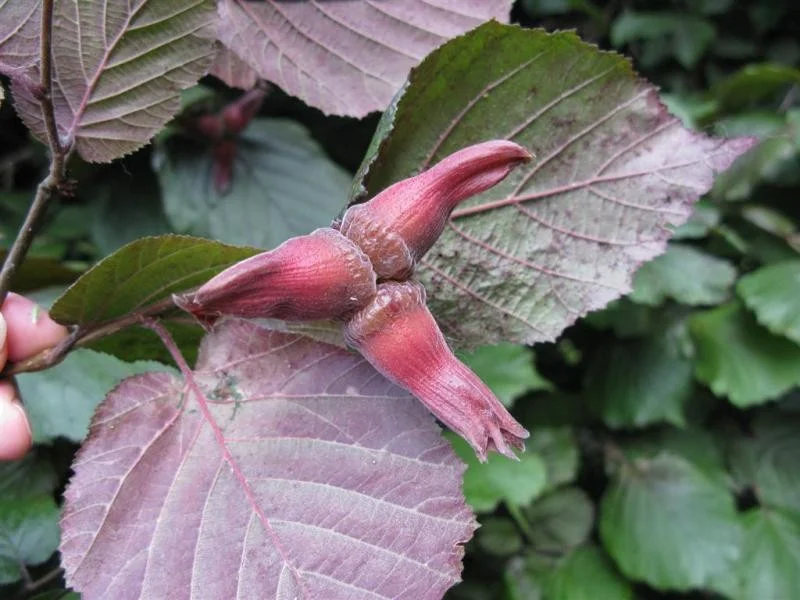Corylus Maxima Purpurea (Bos-Haagplantsoen)