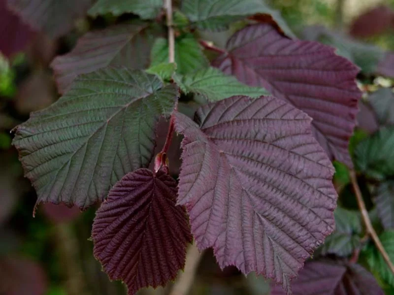 Corylus Maxima Purpurea (Bos-Haagplantsoen)