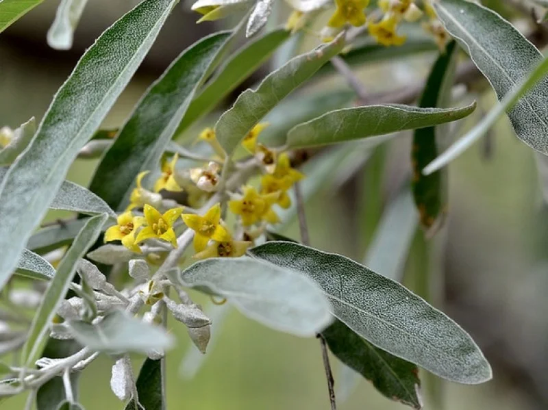 Elaeagnus Angustifolia (Bos-Haagplantsoen)-1