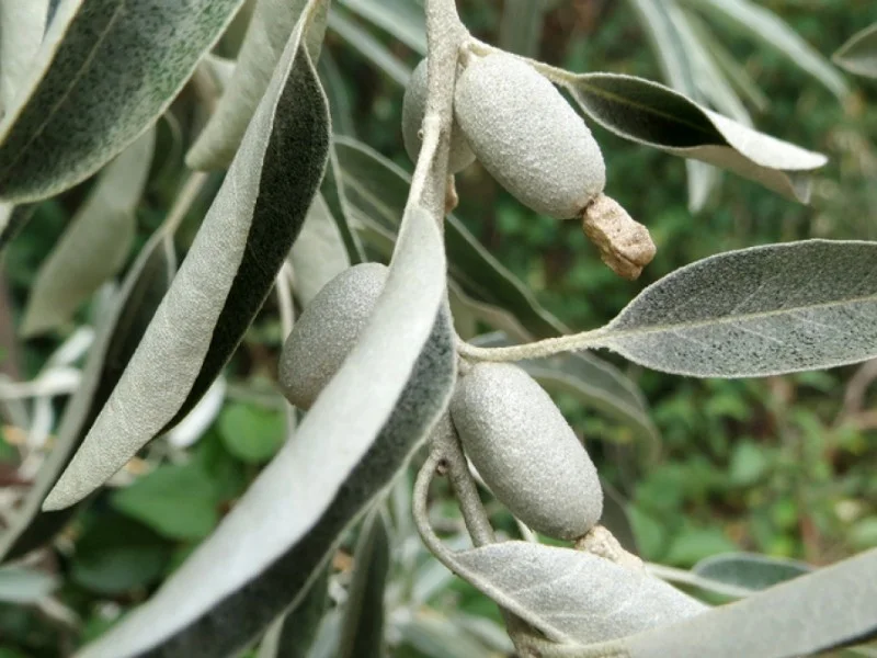 Elaeagnus Angustifolia (Bos-Haagplantsoen)-2