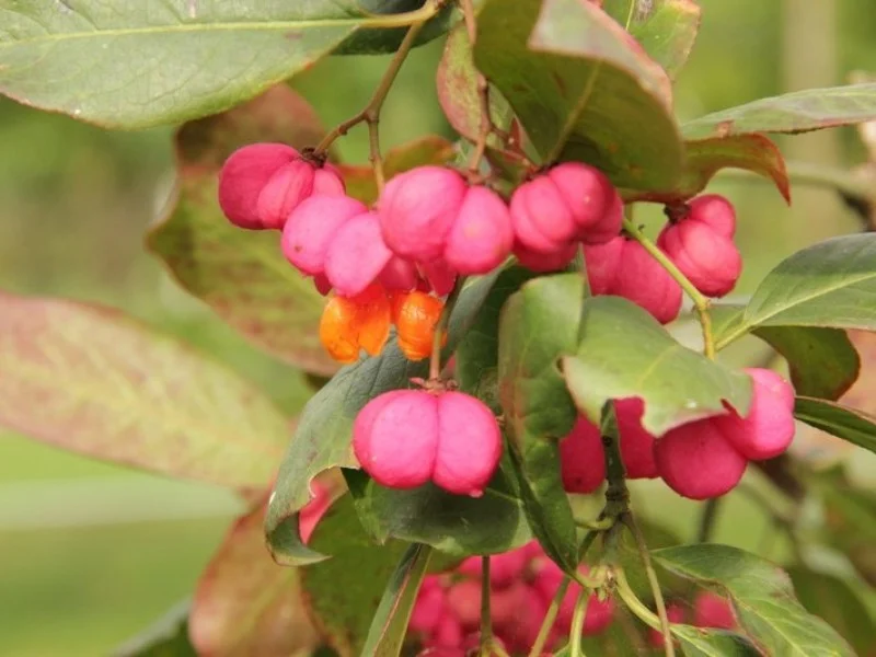 Euonymus Europaeus (Bos-Haagplantsoen)-1