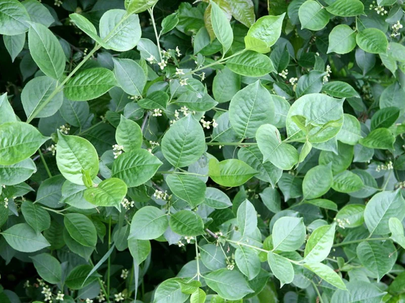 Euonymus Europaeus (Bos-Haagplantsoen)-2