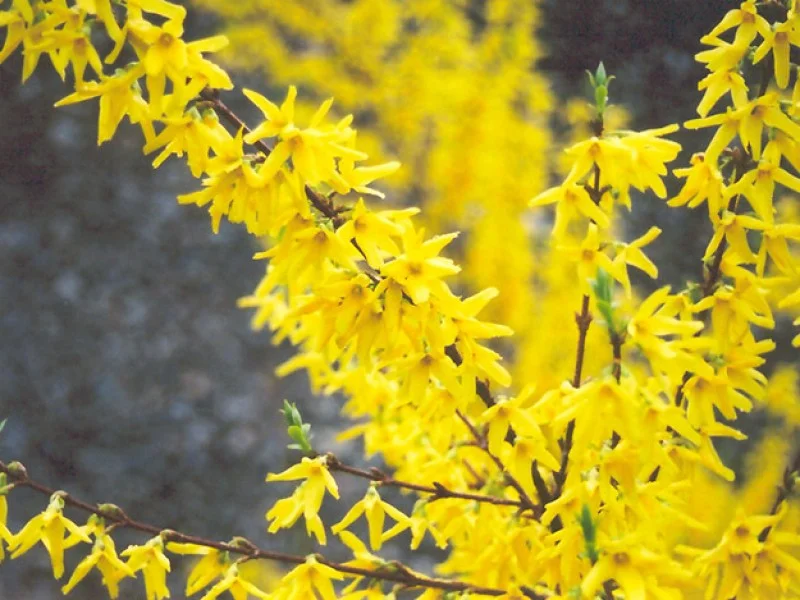 Forsythia Intermedia Spectabilis (Bos-Haagplantsoen)-1