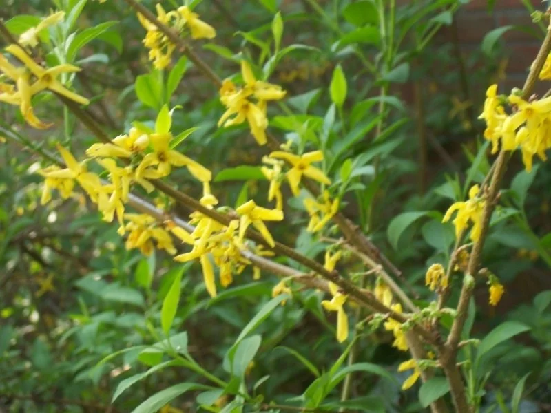 Forsythia Intermedia Spectabilis (Bos-Haagplantsoen)-2