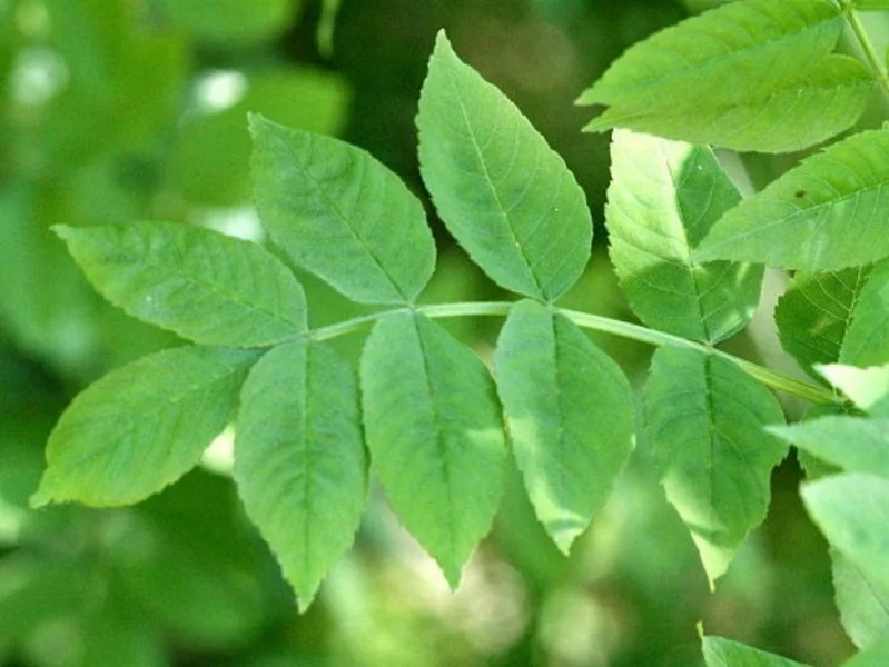 Fraxinus Excelsior (Bos-Haagplantsoen)-1