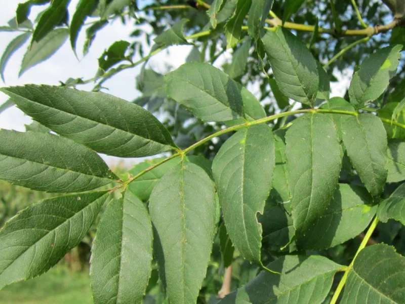 Fraxinus Excelsior (Bos-Haagplantsoen)-2