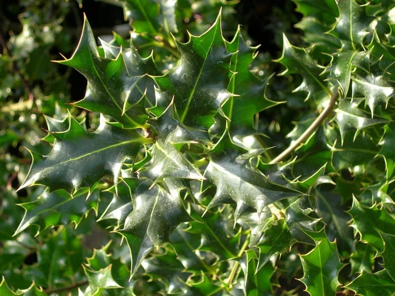 Ilex Aquifolium (Bos-Haagplantsoen)-1