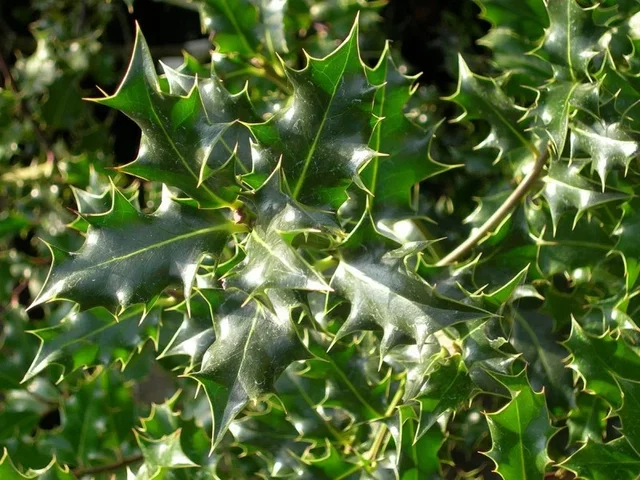 Ilex Aquifolium (Bos-Haagplantsoen)