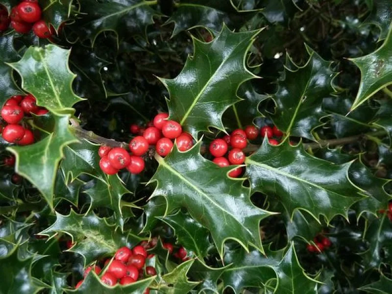 Ilex Aquifolium (Bos-Haagplantsoen)-2