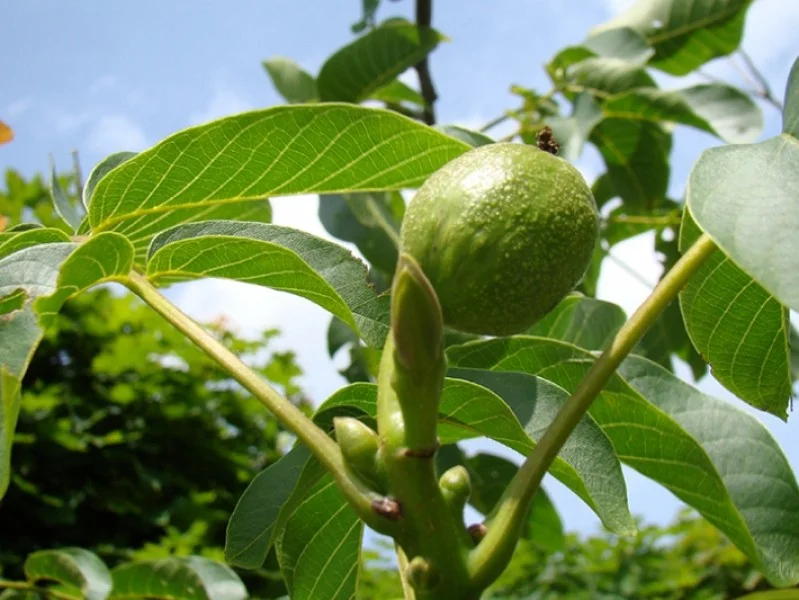 Juglans Regia (Bos-Haagplantsoen)-2