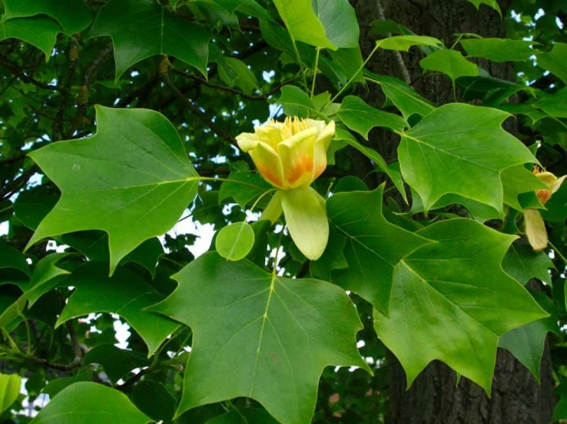 Liriodendron Tulipifera (Bos-Haagplantsoen)-1