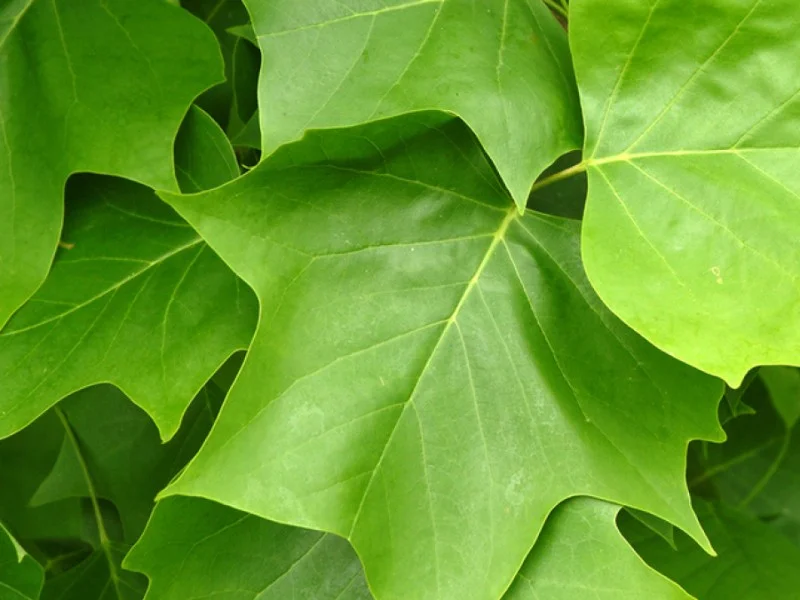 Liriodendron Tulipifera (Bos-Haagplantsoen)-2