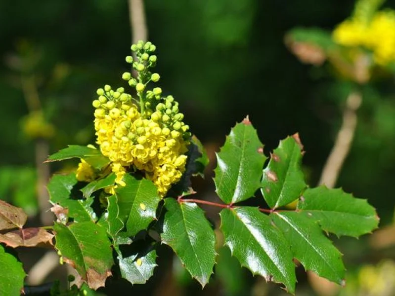 Mahonia Aquifolium (Bos-Haagplantsoen)-1