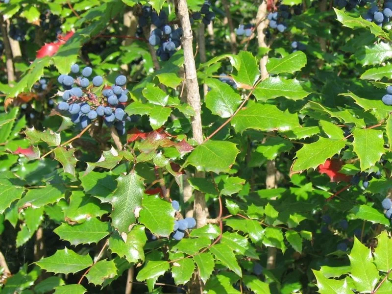 Mahonia Aquifolium (Bos-Haagplantsoen)-2